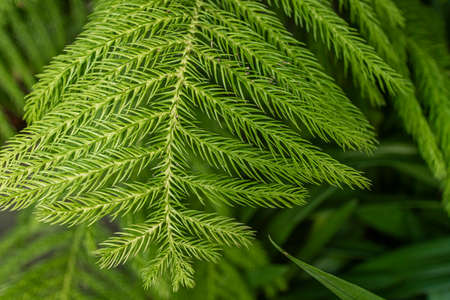 greenery concept, green plants and leaves
