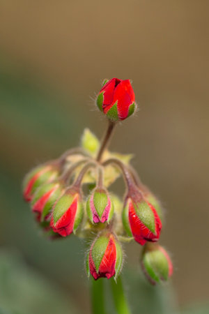 red flower bud