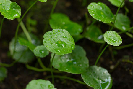 Plants on the pond