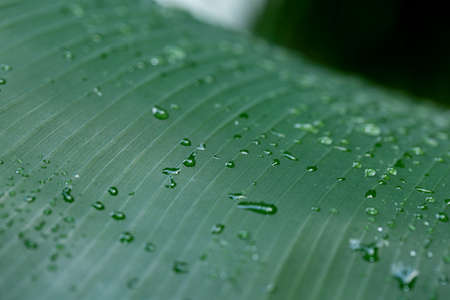 greenery concept, green plants and leaves