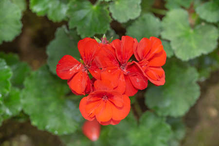 wild red flowerの写真素材