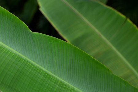 greenery concept, green plants and leaves