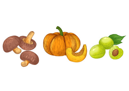 vegetable drawing of oak mushroom, old pumpkin and plumのイラスト素材
