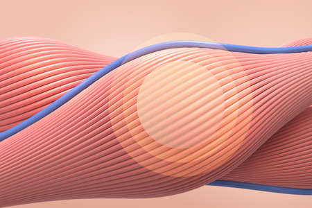 3D rendered graphic, muscle fiberの写真素材