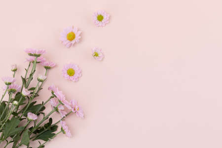 pink chrysanthemum flower frame
