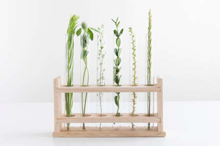 wildflowers in the test tubeの写真素材