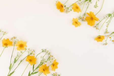 flowers, wild flower, green leaves in yellow backgroundの写真素材