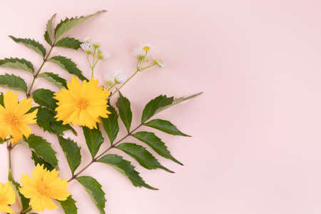 yellow wild flower, pink backgroundの写真素材