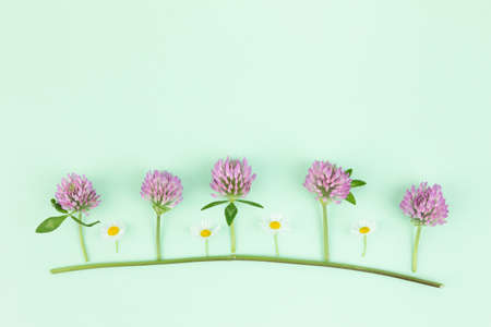 purple and white wild flower, green backgroundの写真素材