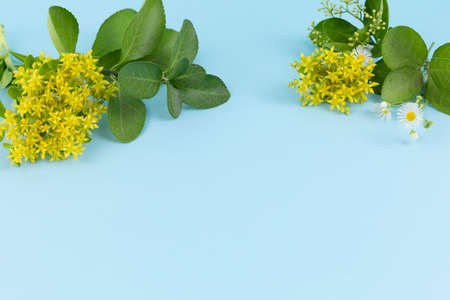 yellow and white wild flower, skyblue background