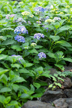 Summer and plants, blooming blue hydrangeaの写真素材