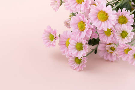 pink chrysanthemum flower frame