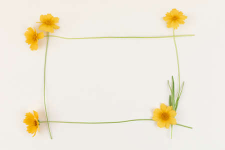 flowers, wild flower, green leaves in yellow backgroundの写真素材