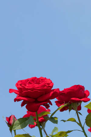 Summer and plants, sunny summer sky and blooming rosesの写真素材