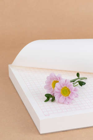 pink chrysanthemum flower on squared manuscript paper