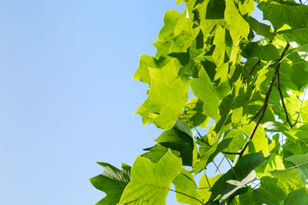 Summer and plants, sunny summer sunlight and leaves