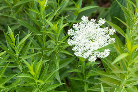 Summer and plants, sunny summer sunshine and summer flowers