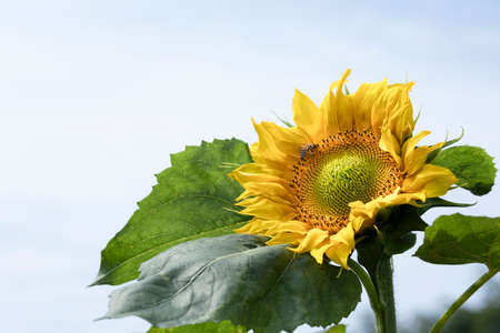Summer and plants, sunny summer sky and sunflowerの写真素材