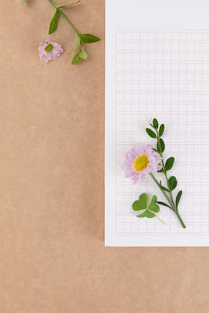 pink chrysanthemum flower on squared manuscript paperの写真素材