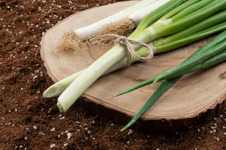 green onion on wood tray, dirt background