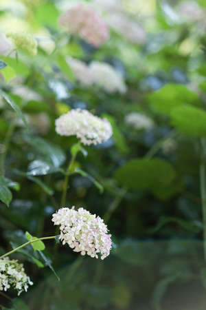 Summer and plants, blooming hydrangea