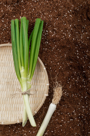 chopped green onion in basket, dirt backgroundの写真素材
