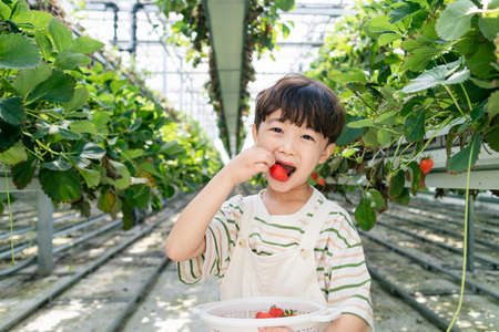 happy Asian boy picking and eating strawberries in farmの写真素材