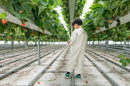 back of Asian boy in strawberry farm