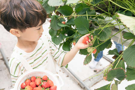 Asian boy picking strawberries in strawberry farmの写真素材