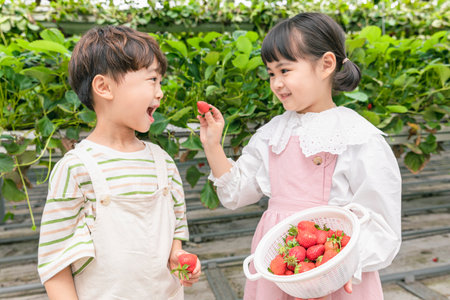 cute Asian young boy and girl eating strawberries in farmの写真素材