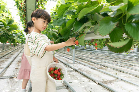 happy Asian girl and boy picking strawberries in farmの写真素材