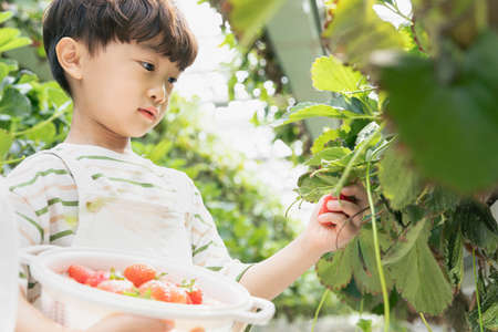 Asian girl and boy experiencing strawberry farm, learning natureの写真素材