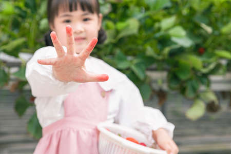 Asian young girl showing hands turned red due to strawberryの写真素材