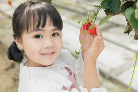 happy Asian girl picking strawberries in strawberry farmの写真素材