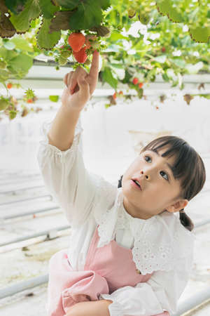 Asian girl and boy experiencing strawberry farm, learning natureの写真素材
