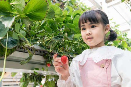 happy Asian girl picking strawberries in farmの写真素材