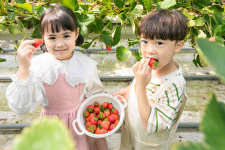 happy Asian girl and boy showing off picked strawberriesの写真素材