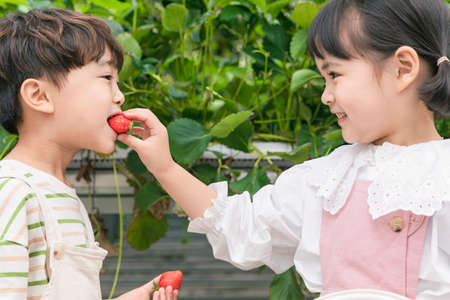 cute Asian young boy and girl eating strawberries in farmの写真素材