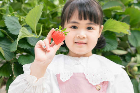 happy Asian girl picking strawberries in strawberry farmの写真素材