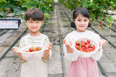 young Asian girl and boy showing off strawberries picked in farmの写真素材