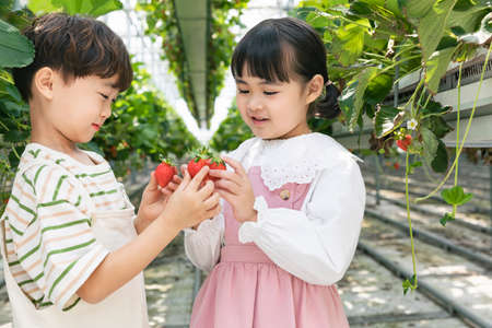 happy Asian boy and girl in strawberry farm, learning natureの写真素材