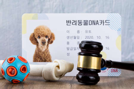 Crime and law - pet related law concept