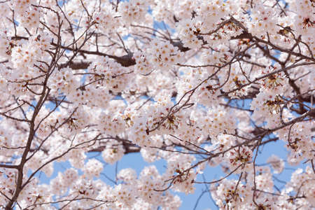 spring flowers, cherry blossomの写真素材