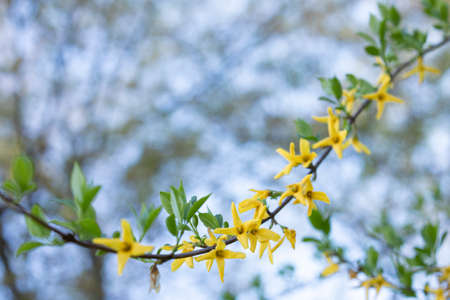 Spring flowers - forsythia bloomingの写真素材