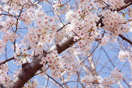 spring flowers, cherry blossomの写真素材
