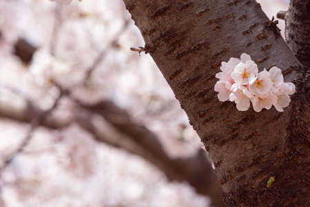 spring flowers, cherry blossom