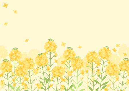 spring flower background, rape blossom frame illustrationのイラスト素材