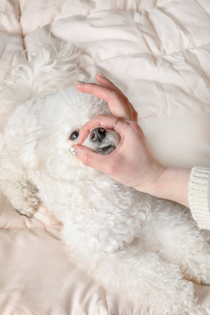 puppy dog showing talentsの写真素材