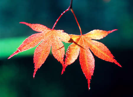 Tree leaves in the nature