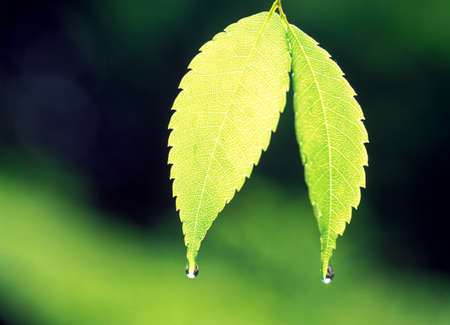 Tree leaves in the nature
